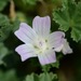 Dwarf Mallow - Photo (c) Radio Tonreg, some rights reserved (CC BY)