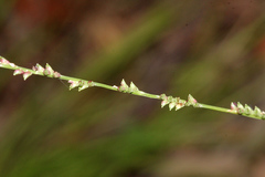 Setaria distans