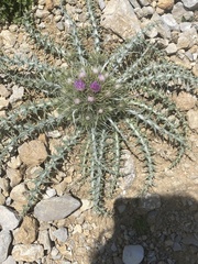 Carduus carlinoides