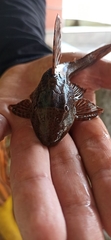 Hypostomus