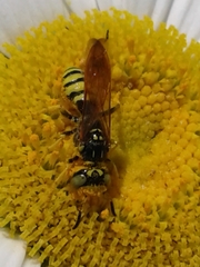 Philanthus crabroniformis