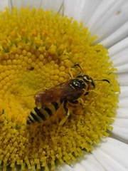 Philanthus crabroniformis