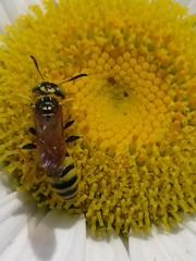 Philanthus crabroniformis