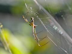 Leucauge granulata