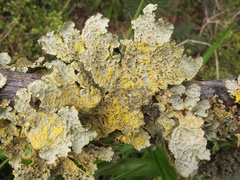 Yarrumia colensoi
