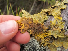 Yarrumia colensoi