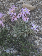 Matthiola perennis