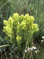 Castilleja pulchella