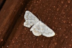 Idaea obfusaria