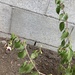 photo of Hardy Fuchsia (Fuchsia magellanica)