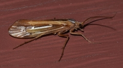Limnephilus ornatus
