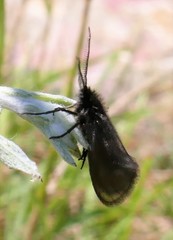 Heterogynis penella