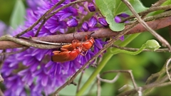 Rhagonycha fulva