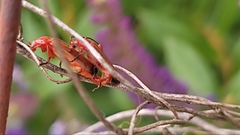 Rhagonycha fulva