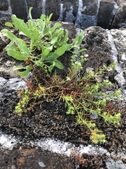 Polypremum procumbens image