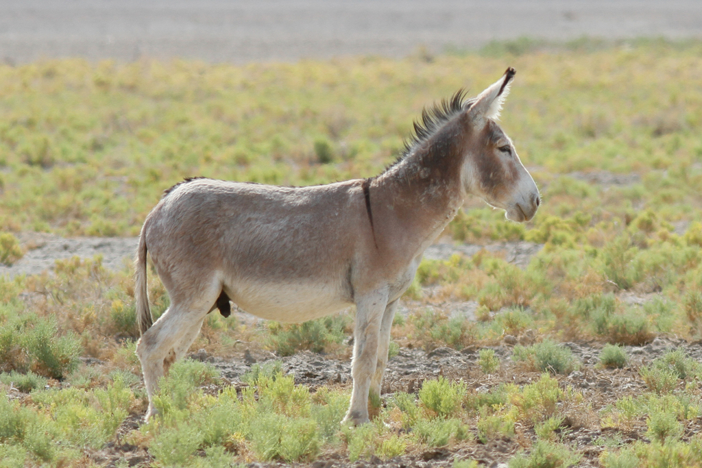 Donkey (Mammals of Saudi Arabia) · iNaturalist