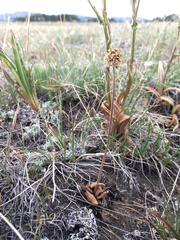 Micranthes rhomboidea