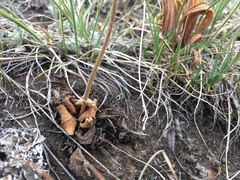 Micranthes rhomboidea