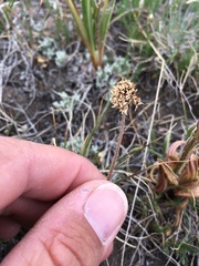 Micranthes rhomboidea