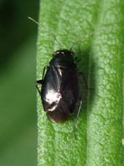 Slaterocoris