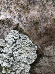 Lepraria nivalis