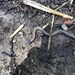 photo of Western Black-headed Snake (Tantilla planiceps)