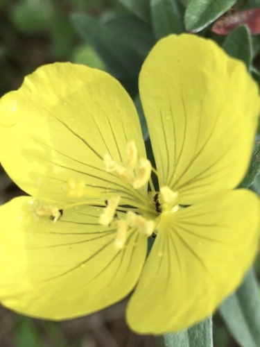 narrowleaf evening primrose (Oenothera fruticosa)