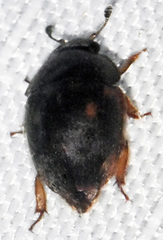 Amphicrossus ciliatus