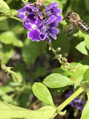 Apis mellifera