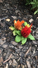 Celosia argentea plumosa