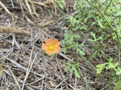 Sphaeralcea pedatifida