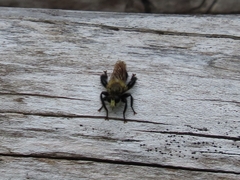 Laphria flavicollis