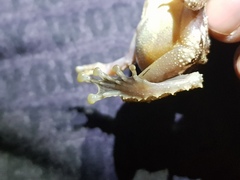 Pseudophilautus cavirostris