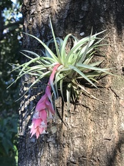Tillandsia recurvifolia