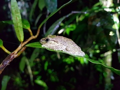 Pseudophilautus cavirostris