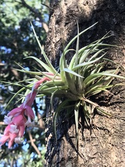 Tillandsia recurvifolia