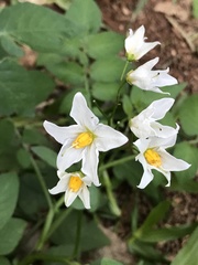Solanum chacoense