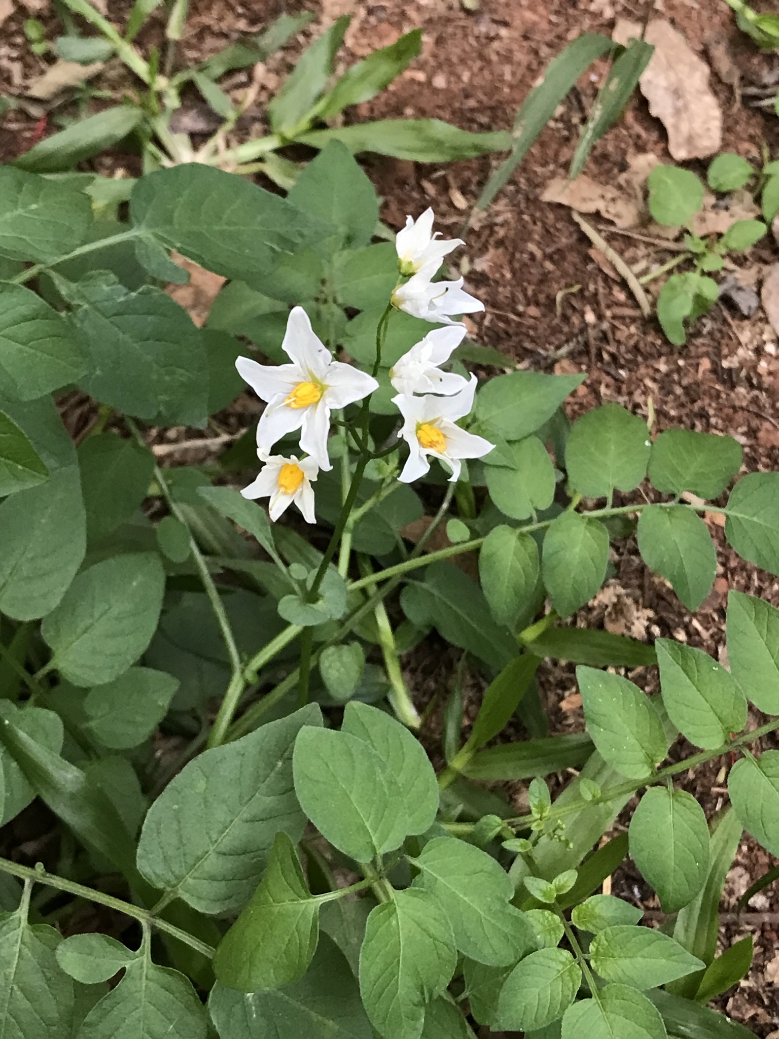 Chaco potato Solanum chacoense iNaturalist