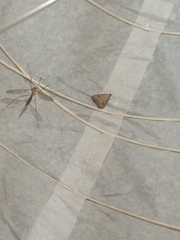 Udea fulvalis