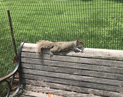 Sciurus carolinensis