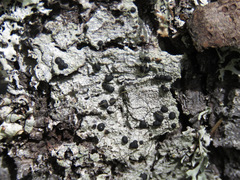 Tephromelataceae