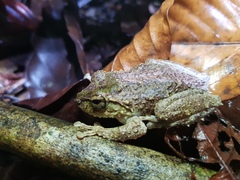 Pseudophilautus cavirostris