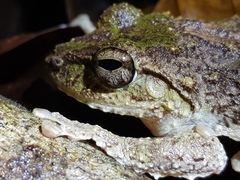 Pseudophilautus cavirostris