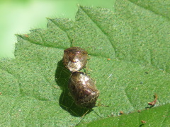 Cosmopepla intergressa