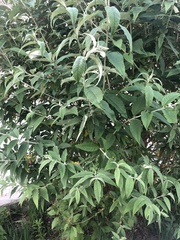 Buddleja davidii