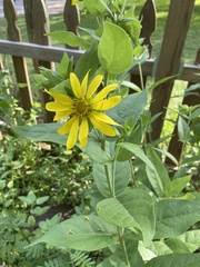 Silphium asteriscus simpsonii