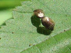 Cosmopepla intergressa