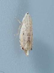 Flexamia