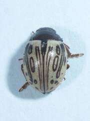 Zygogramma heterothecae