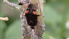 Deraeocoris ruber
